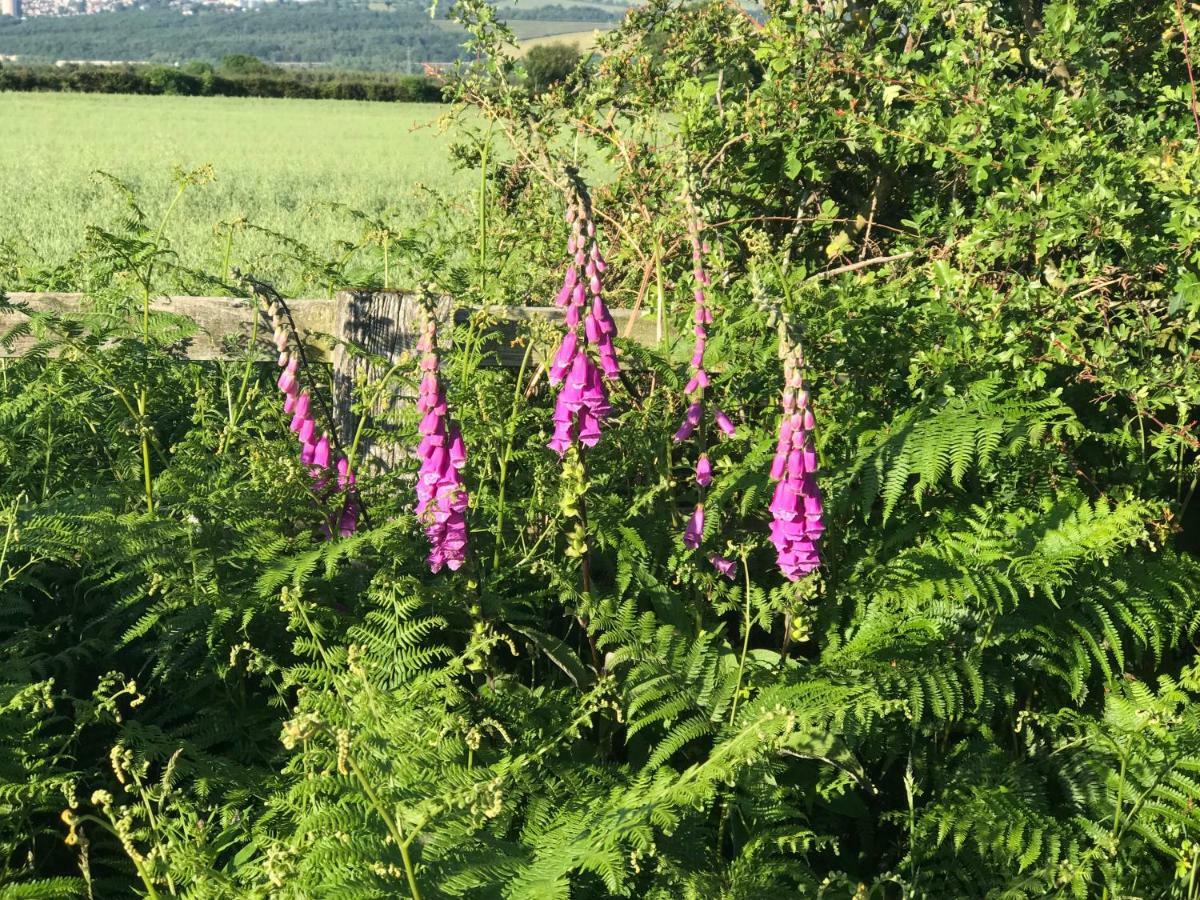 Riding Farm Bed & Breakfast Gateshead